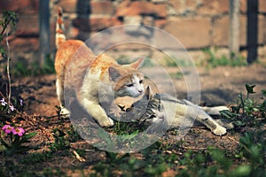 Two cats playing in the garden