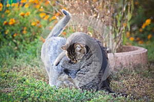Two cats playing in the garden
