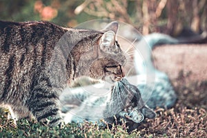 Two cats playing in the garden