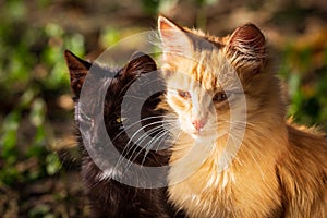 Two cats playing in garden, black and red.