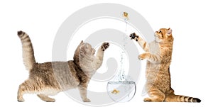 Two cats playing with a goldfish