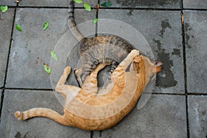 Two cats playing