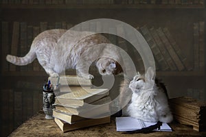 Two cats are playing on a library table