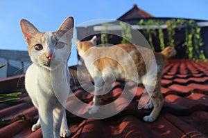 Two cats are playing on the roof