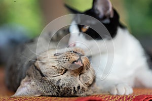 Two cats are playing and sleeping together