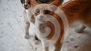 Two cats are playing together and scratching at the door.