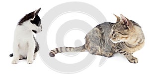 Two cats playing on white