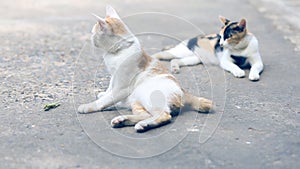 Two cats pretending to be small insects on the cement floor.