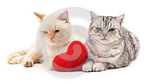 Two cats and red heart.