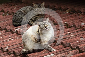 Two cats on Red roof