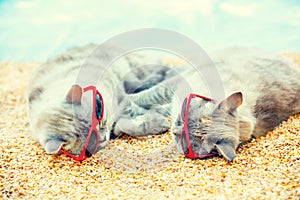 Two cats relaxing on the beach