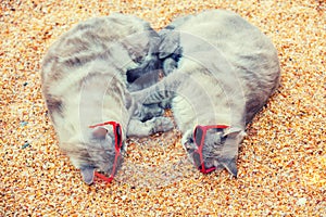 Two cats relaxing on the beach