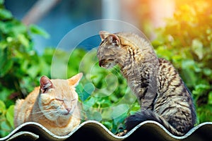 Two cats relaxing on a wavy surface outdoor