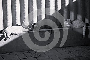 Two cats rest on the blind area of a rural slate fence. BW photo