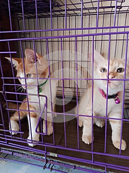 Two Cats Resting Inside a Purple Metal CageÂ 