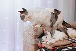 Two cats are resting on a sofa with some plaids at home on a background window with white curtain and lights