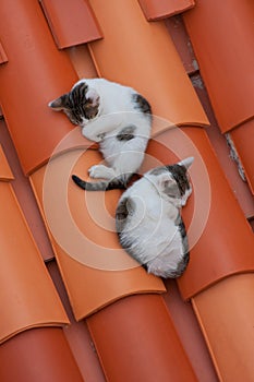 Two cats on the roof