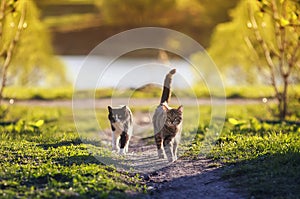 Two cats run across a green meadow in may Sunny warm day