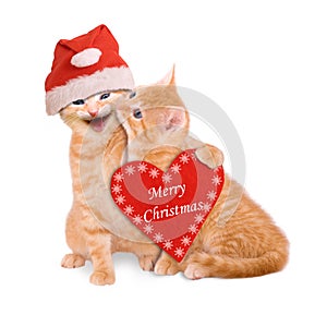 Two cats with Santa hat, wishing Merry Christmas isolated