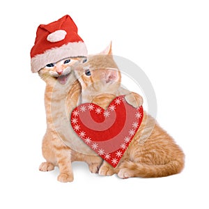 Two cats with Santa hat, wishing Merry Christmas isolated