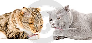 Two cats Scottish Fold lick their paws