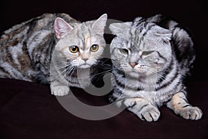 Two cats, Scottish fold marble on silver, Scottish straight, portrait on a dark background