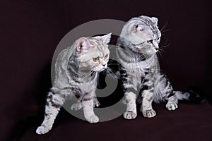 Two cats, Scottish fold marble on silver, Scottish straight, portrait on a dark background