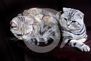 Two cats, Scottish fold marble on silver, Scottish straight, portrait on a dark background