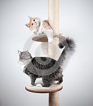 Two cats on scratching post