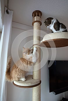 Two cats on scratching post