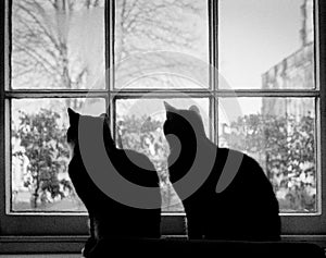 Two Cats in Silhouette at a Window