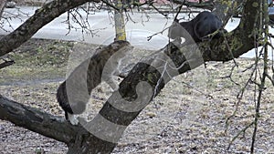 Two cats singing on spring tree in city garden