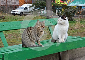 Two cats sit on a green bench in the park, gray and white cats