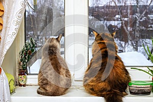 Two cats sit and look out the window