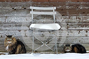 Two cats sit next to a chair in winter in front of a wooden wall