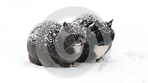 Two cats sit powdered with snow