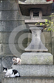 Two cats sitting on the base of stone lantern. Kyoto. Japan