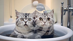 two cats are sitting in a bowl while looking at the camera