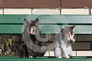 Two cats sitting on green wooden bench in front of a brick wall