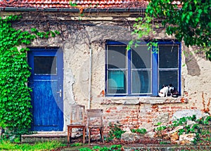 Two cats sitting infront of old poor house in lonely village