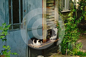 Two cats sitting next to the door of an old wooden house in Liepaja - felis catus