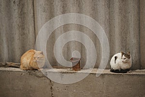 Two cats sitting on the old slate fence in summer