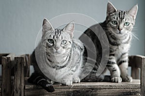 Two cats sitting on old wood shelf