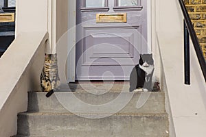 Two cats sitting on the stoop outside house