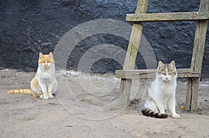 Two cats are sitting on the street