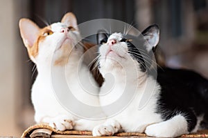 Two cats are sitting together on the mat