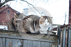 Two cats on a wooden fence