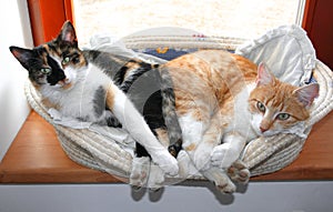 Two cats sleep in cat bed with pillow cushion on window at home