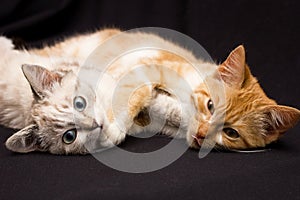 Two cats sleep in an