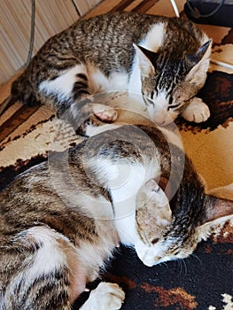 Two cats sleeping on the carpet